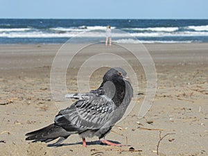 Pigeon, bird on the beach, in the sand, with the sea in the background the sun and the sky