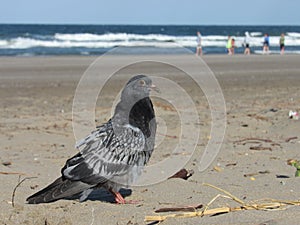 Pigeon, bird on the beach, in the sand, with the sea in the background the sun and the sky