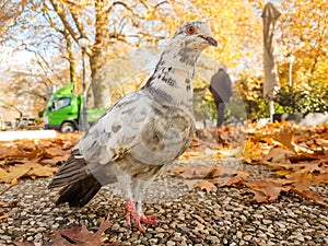 Pigeon bird close up details autumn