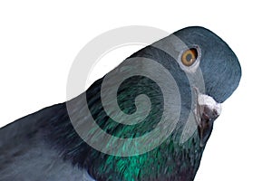 pigeon bird close up face isolated on white background