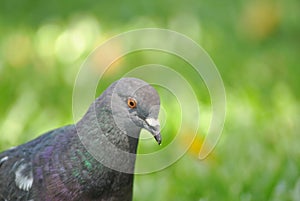 pigeon bird colors violet colored feathers