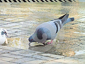 pigeon bird drinks from puddles in the park