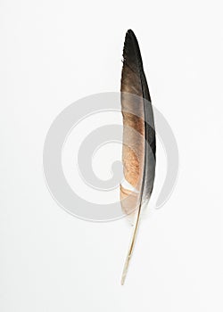 Pigeon bird feather