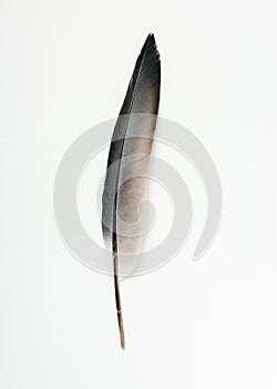 Pigeon bird feather