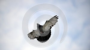 pigeon bird flying.animal theme