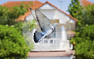 Pigeon bird flying in green park against blurly of home residence