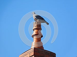 Pigeon bird gray house chimney calm blue sky bird gray house chimney