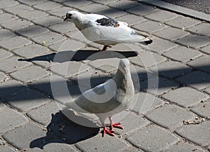 The pigeon is a bird that has lived in close contact with man for thousands of years.