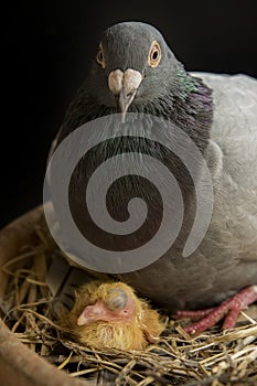 Pigeon bird hatching in home loft