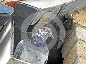 Pigeon bird in house roof space eaves of building nesting roost birds animals pets pests photo
