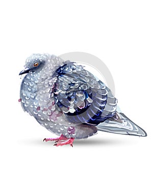 Pigeon bird isolated watercolor Vector. Colorful painted style illustrations