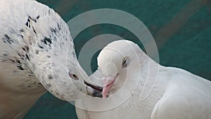 pigeon bird kissing with beaks love pair affection care romance