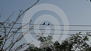 Pigeon bird male accost to female on electric wire in sunny day