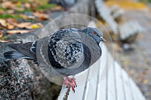 Pigeon bird in Orebro city center near castle