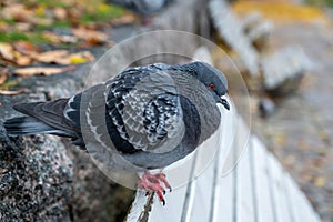 Pigeon bird in Orebro city center near castle