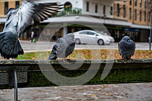 Pigeon bird in Orebro city center near castle