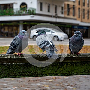 Pigeon bird in Orebro city center near castle