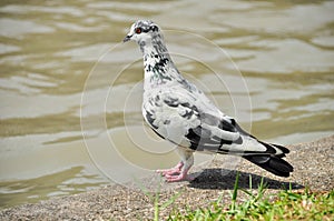 Pigeon