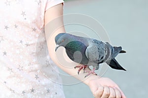 Pigeon bird sits on a child`s hand. A girl feeds a pigeon from her hands