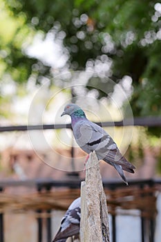 A pigeon bird sitting on a rock