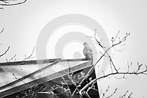 Pigeon bird sitting on the roof of the dovecote, bw photo