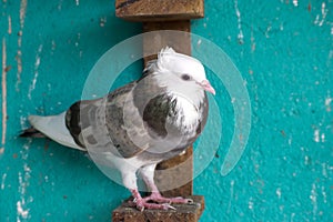 pigeon bird standing on perch