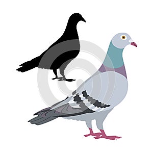 Pigeon bird vector illustration flat style black silhouette