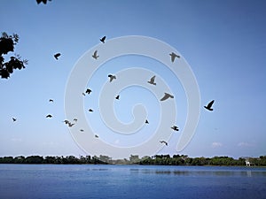 Pigeon birds flying on sky nearly nature lake