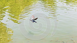 Pigeon birds flying on sky nearly nature river