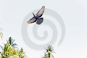 Pigeon birds flying on sky nearly nature river