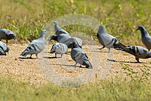 pigeon birds standing on ground floor