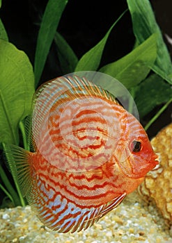 Pigeon Blood Discus, symphysodon aequifasciatus