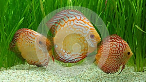 Pigeon blood discus variety - fresh water aquarium with Amazonian tropical fish species
