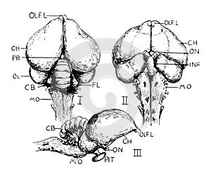 Pigeon Brain, vintage illustration