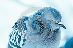 Pigeon on the branch perched in the winter afternoon