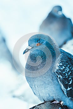 Pigeon on the branch perched in the winter afternoon