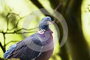 Pigeon on a branch in a tree