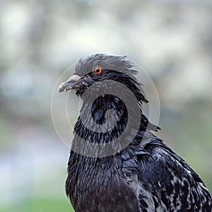 Pigeon with Bread Crumbs on Beak