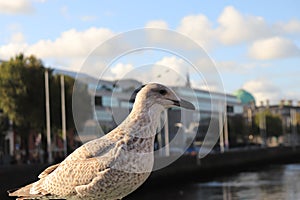 Pigeon on bridge over River Liffey - Dublin - Ireland holidays - Irish tours