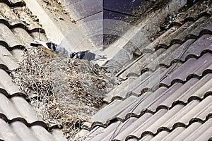 Pigeon builds its nest on top of the house roof.