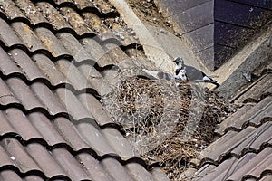 Pigeon builds its nest on top of the house roof.