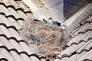 Pigeon builds its nest on top of the house roof.