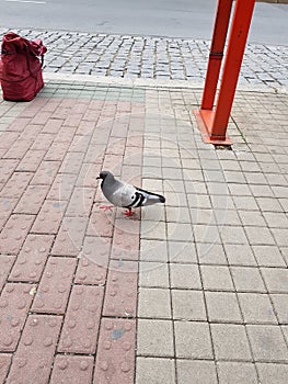 Pigeon at bus stop