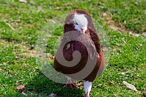 Pigeon capucin photo