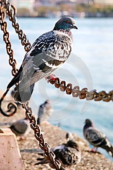 Pigeon on the chain