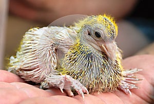 Pigeon cheeper nestling