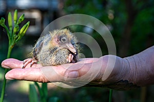 Pigeon cheeper nestling little sitting on hand