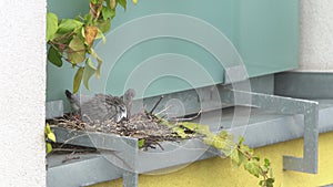 Pigeon chick in the nest in the city