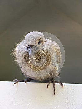 Pigeon chick sitting in the cadge