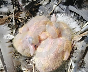 Pigeon chicks without feathers sit in the nest. Chicks in fluff